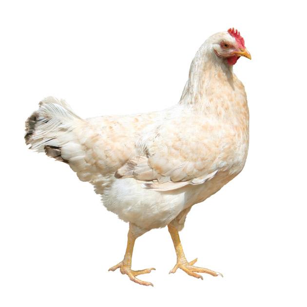 Kapparot